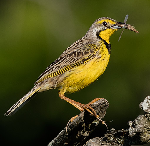Yellow-throated Longclaw with food and showing long claws
